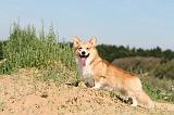 CORGI PEMBROKE 323